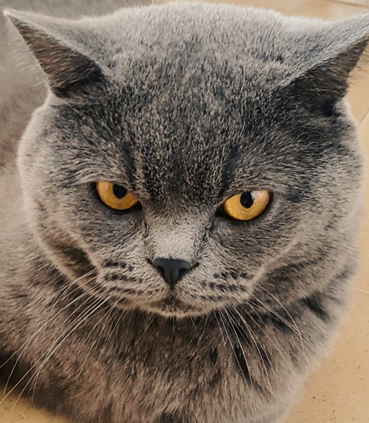 certosino cats