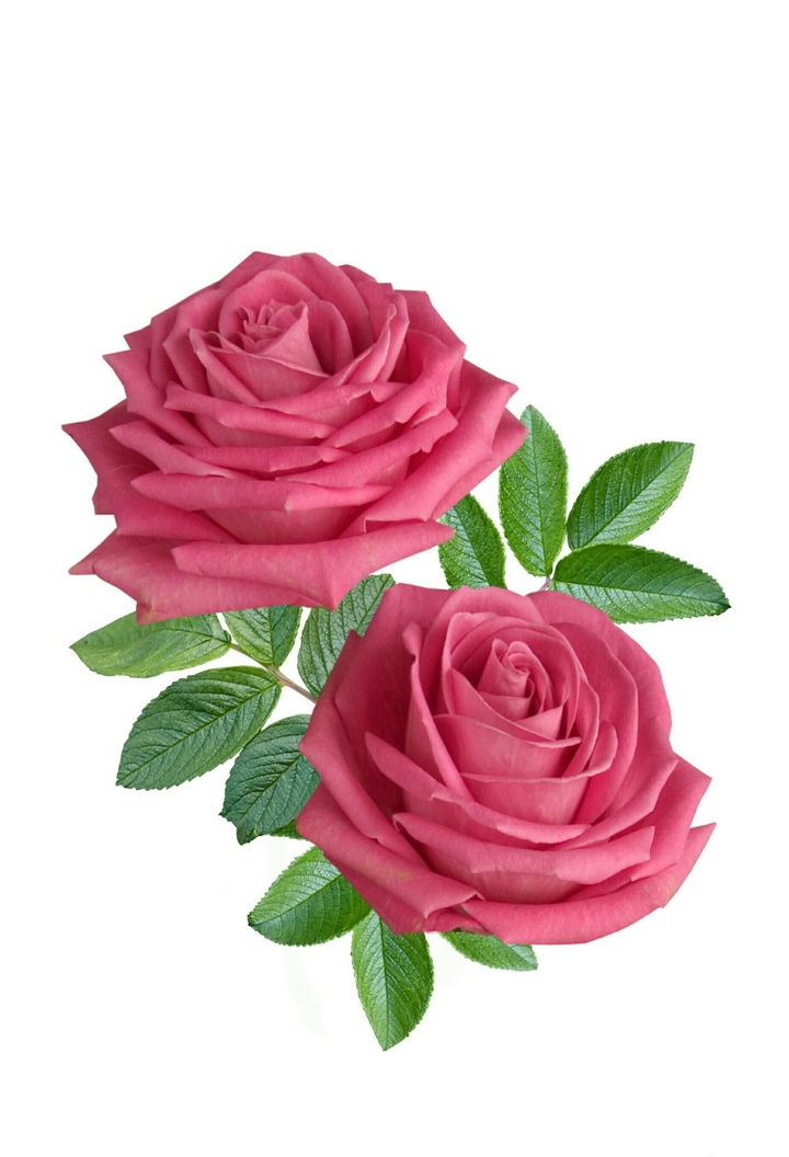 beautiful roses