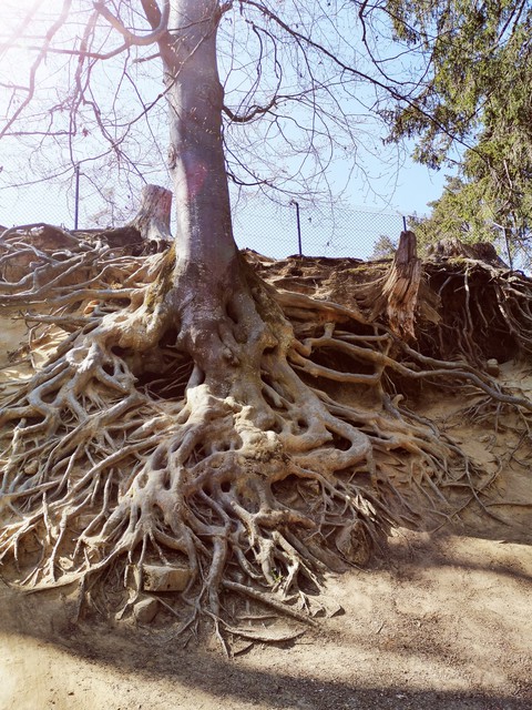 Root