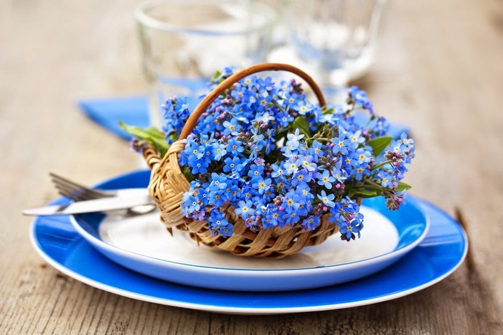 forget-me-not