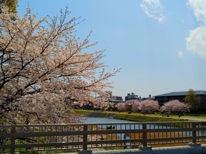 kamo river