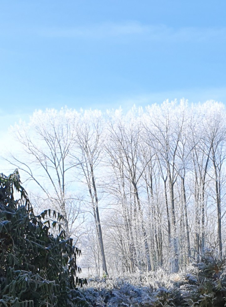 frost