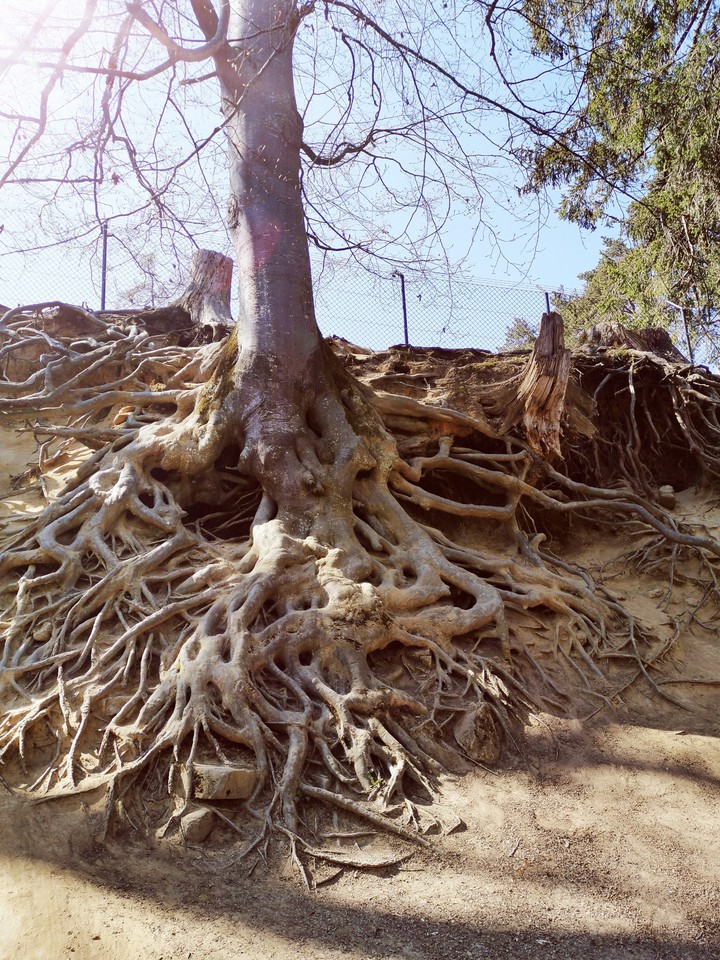 Root