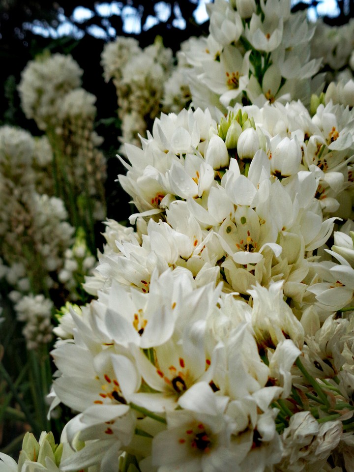 Relaxing White Flower