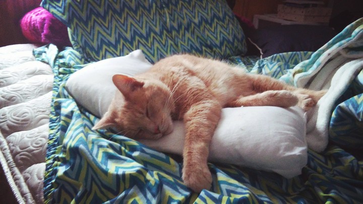 bubba kitty