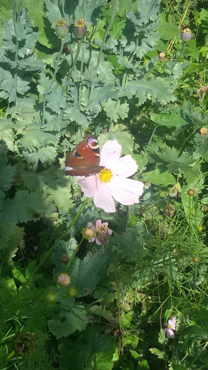 fiori