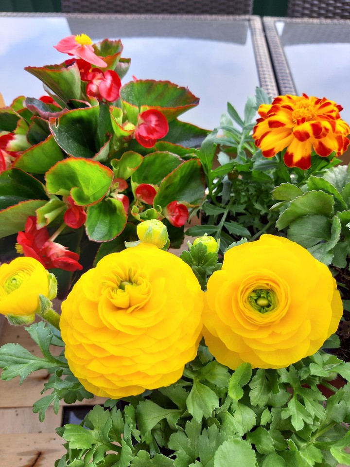 Primavera