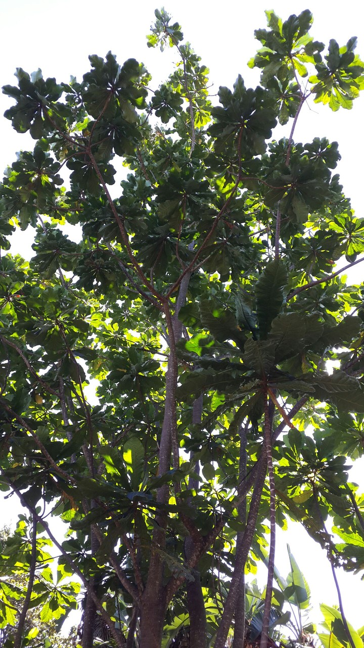 leafy tree