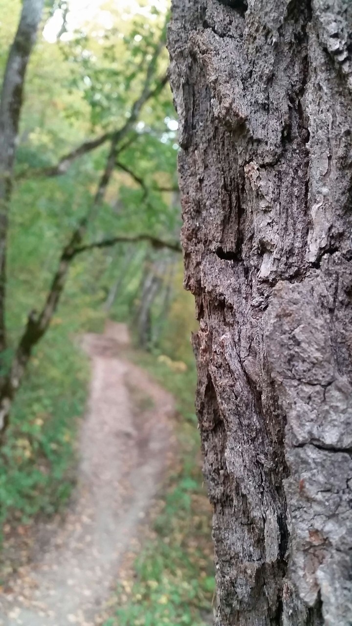 The path