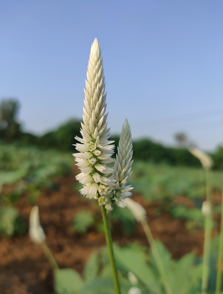 rajsthan