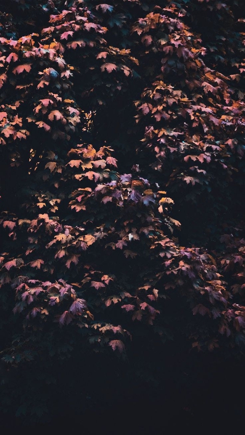 Autumn