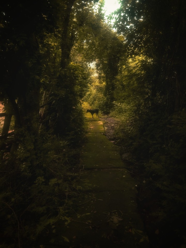 forest