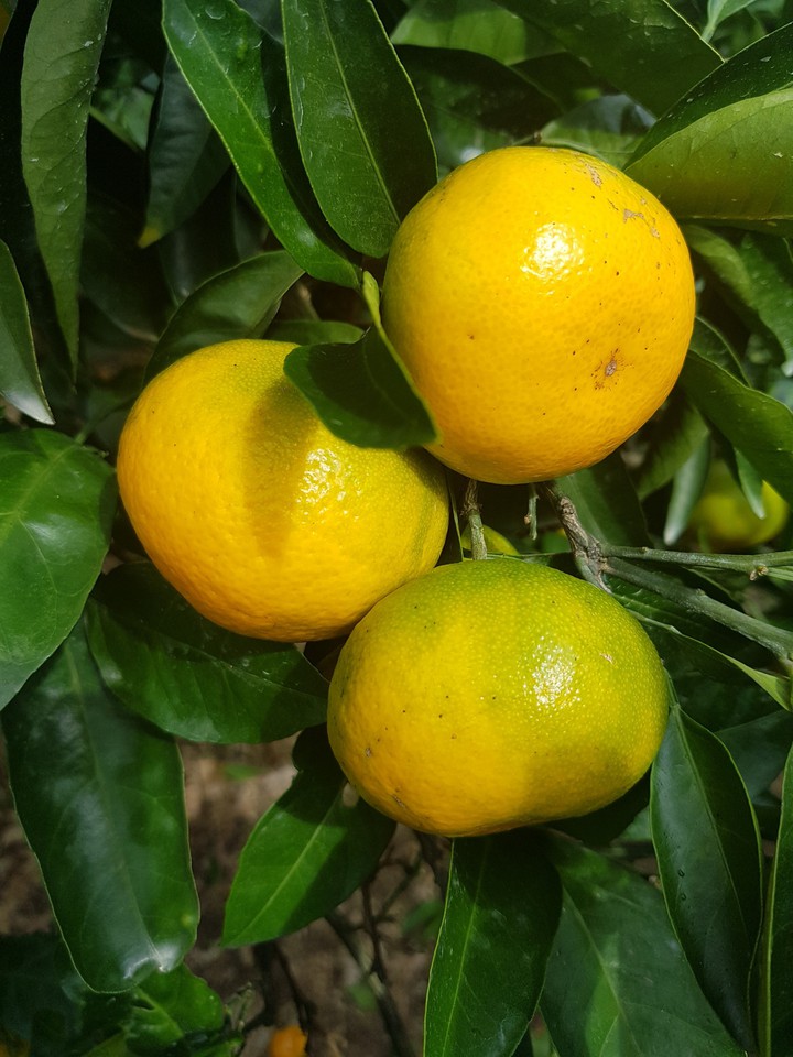 citrus