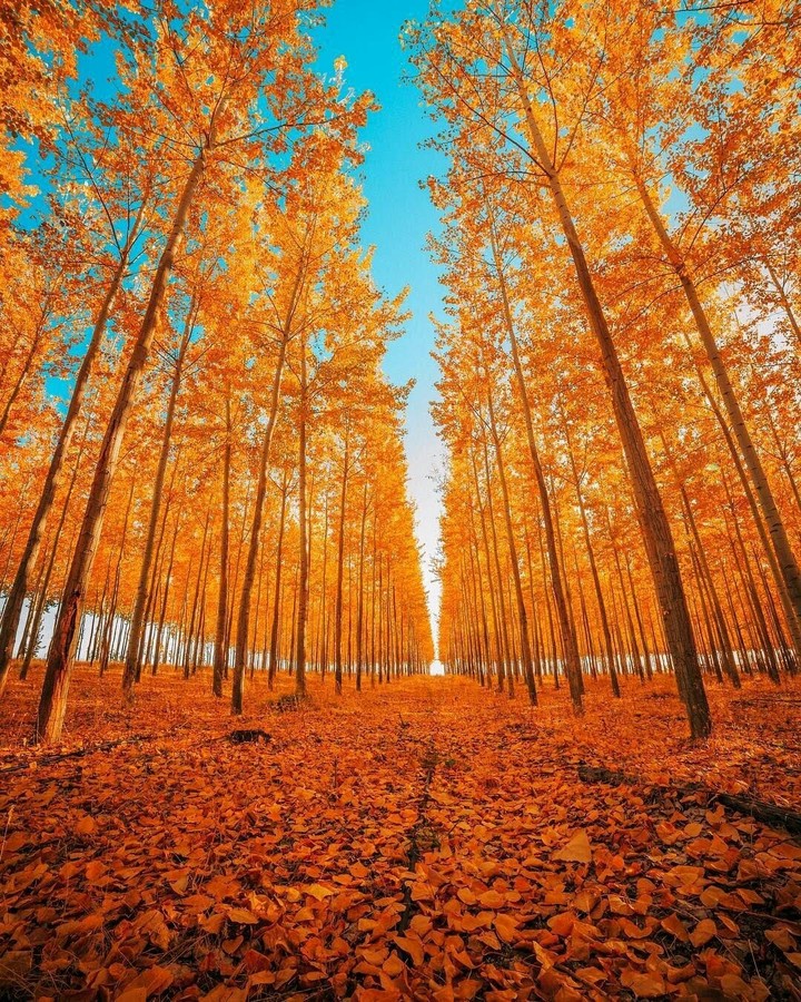 Forest