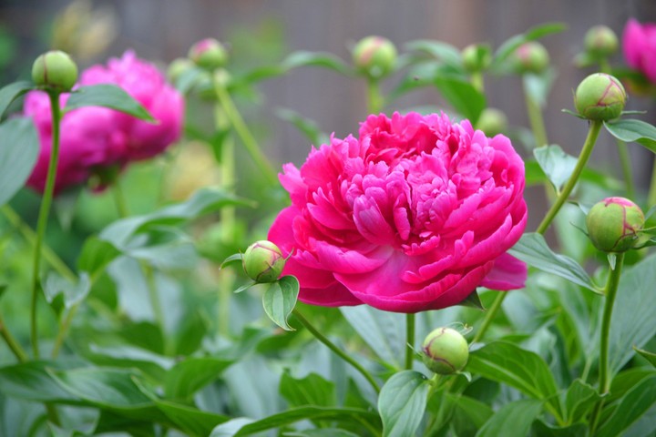 Peony