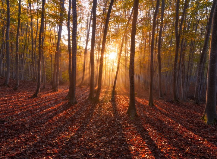 Sunrise At Warm Forest
