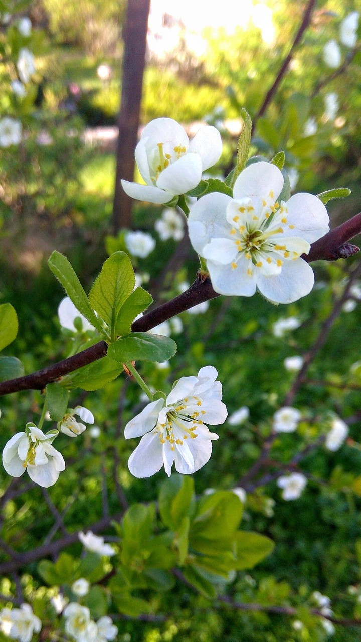 Blossom