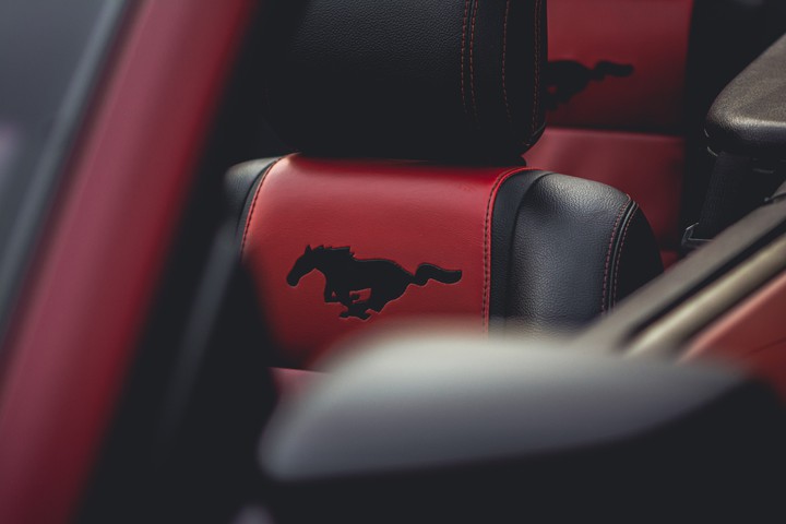 horse