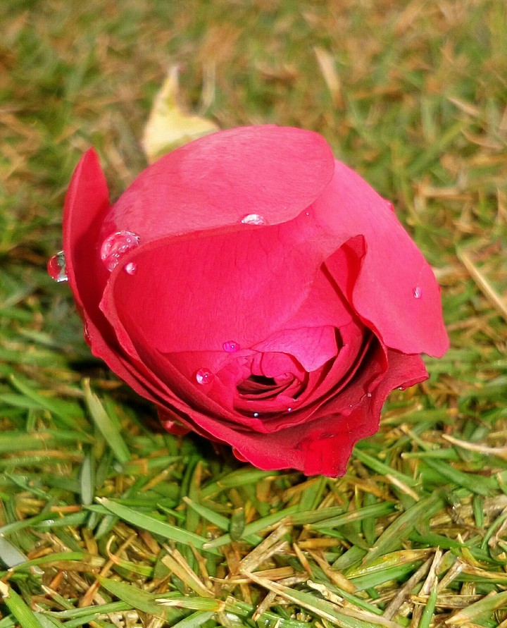 Red Rose