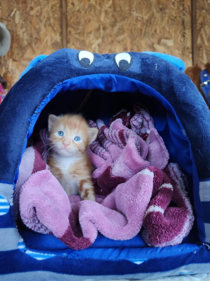 adorable
