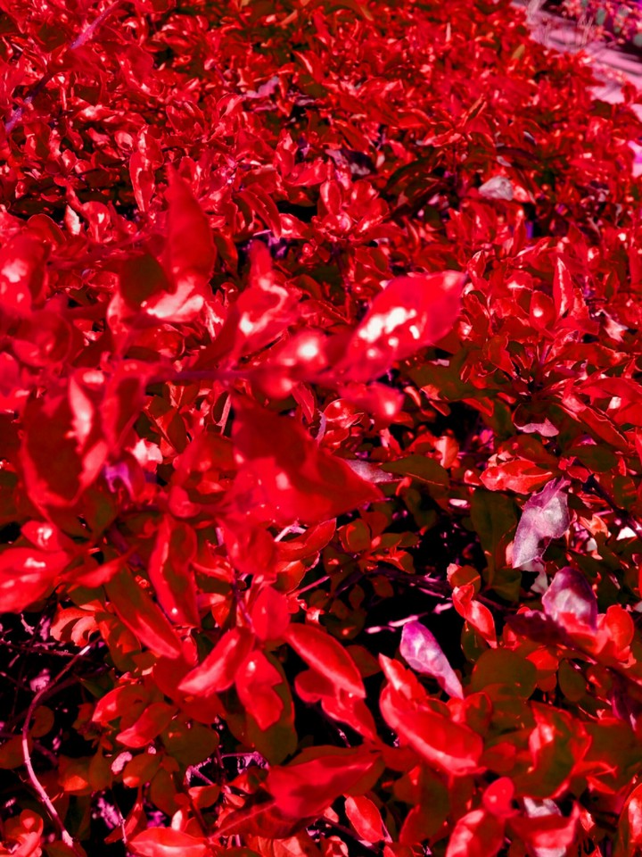 red party