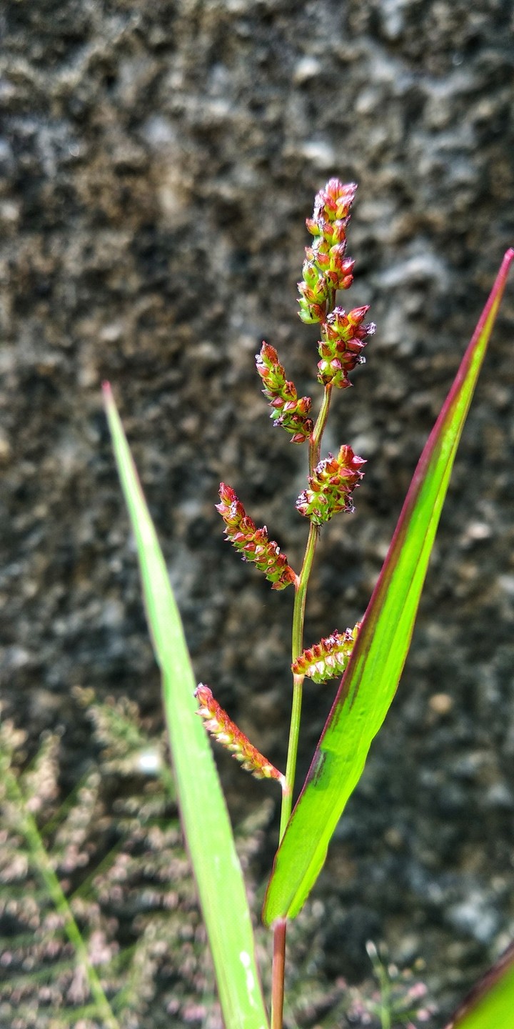#Grass