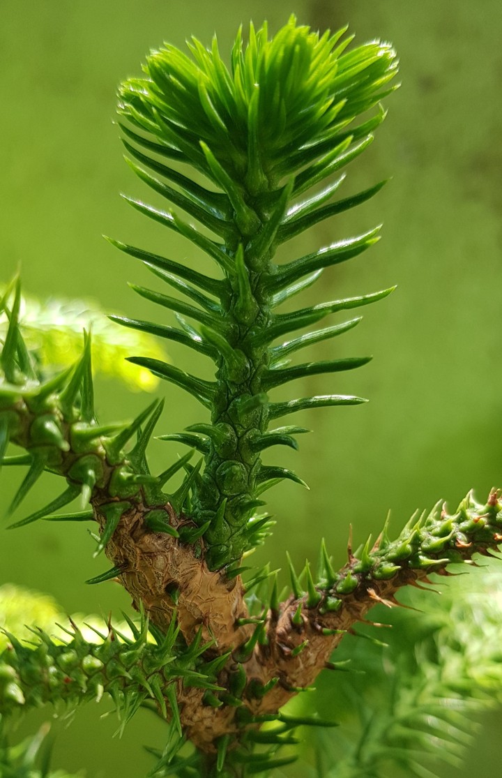 pine