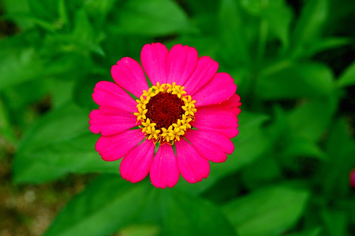 Plant