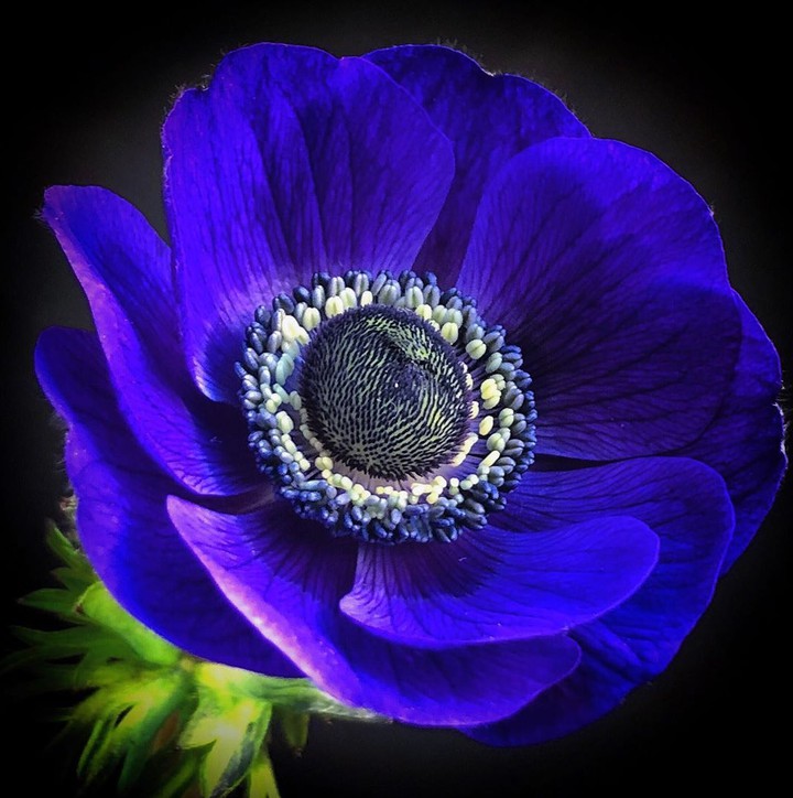 Roayalblue macro