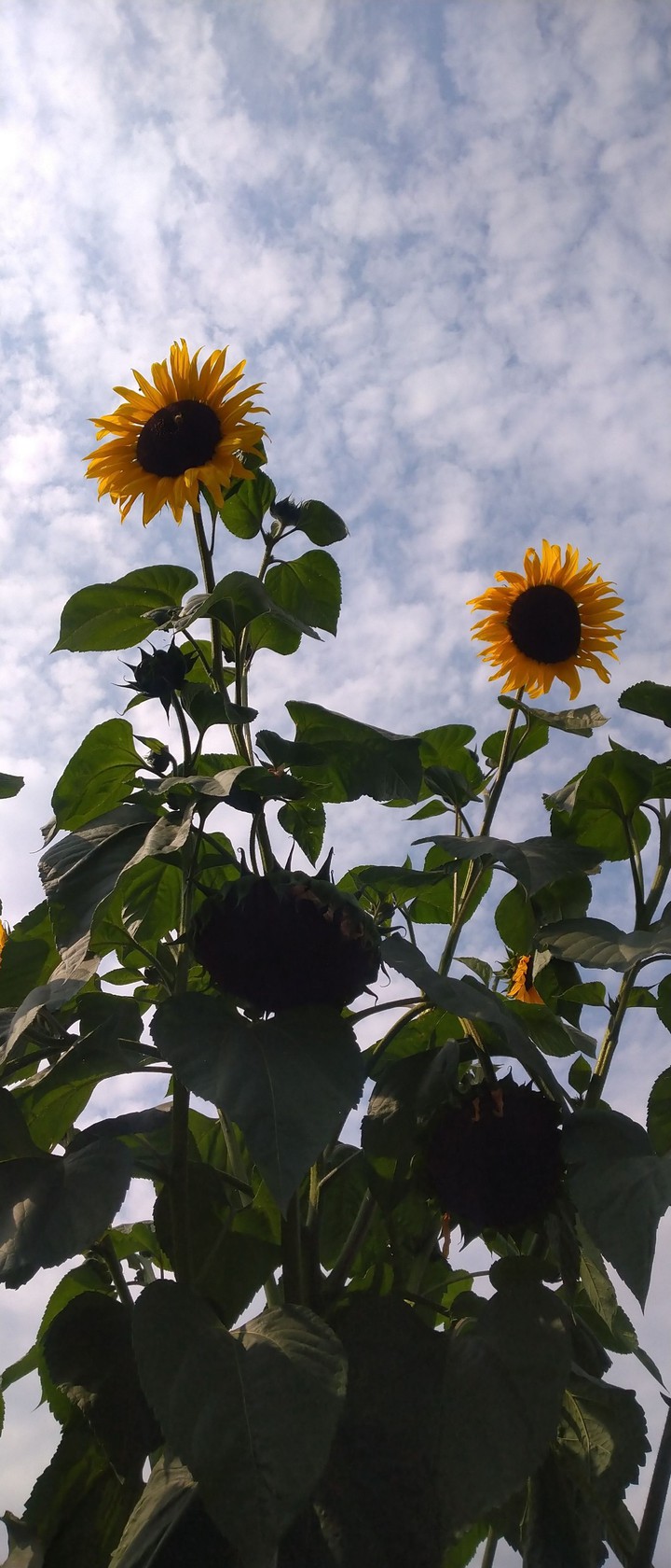 Sunflowers ?