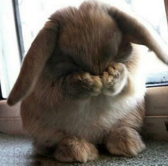 ❤bunny ❤
