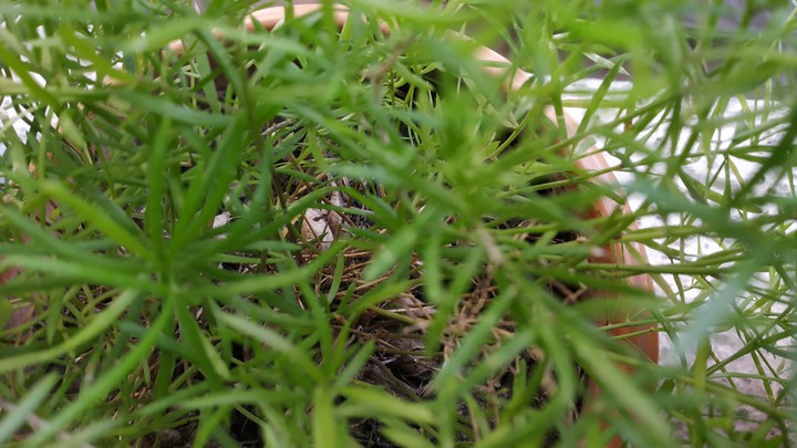 plants