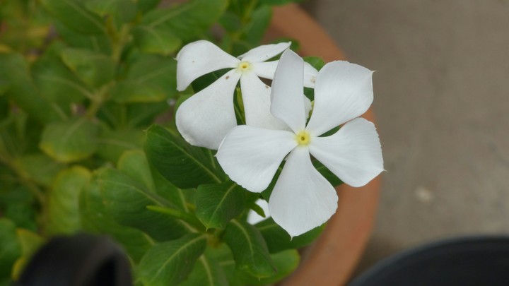 flowers