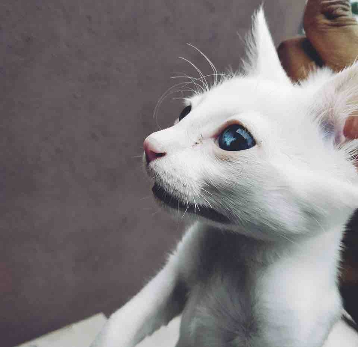 Catyyyyyy