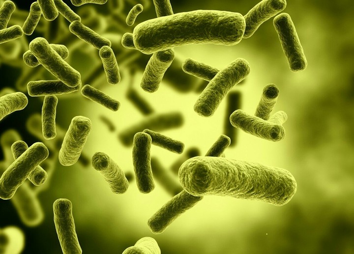 bacteria