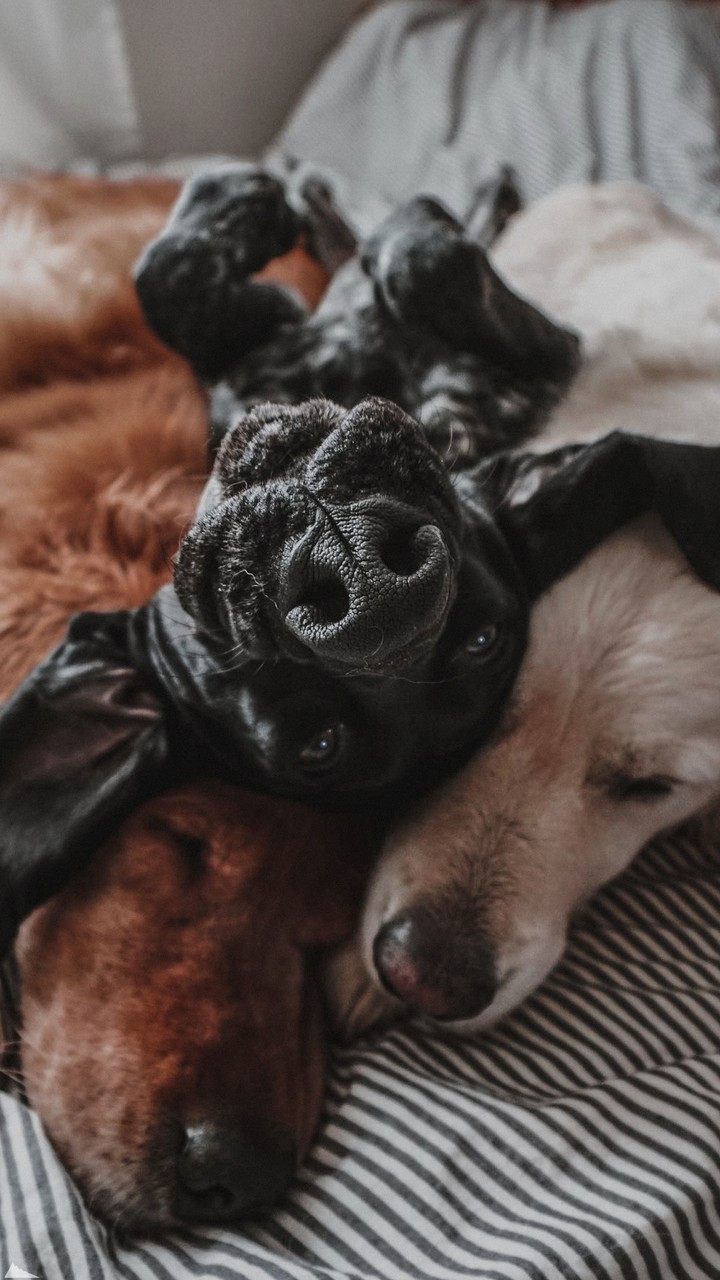 dogs
