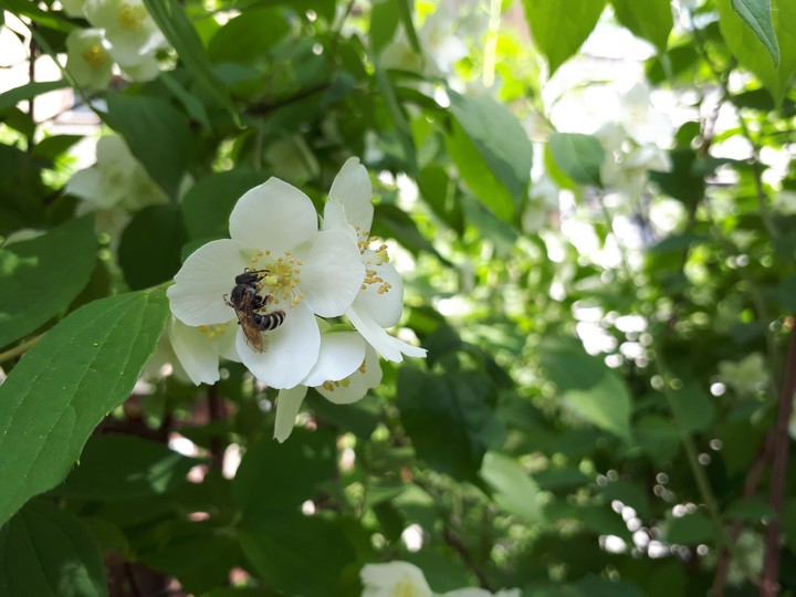 Jasmine
