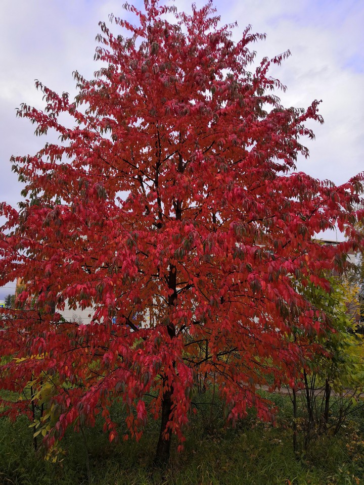 red tree