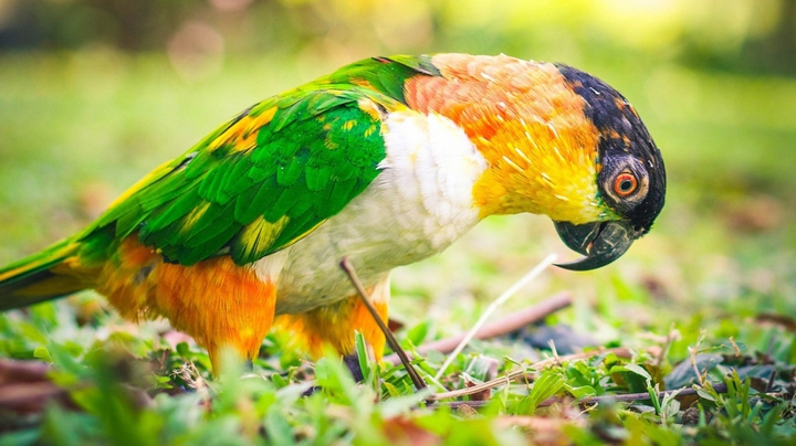 parrot