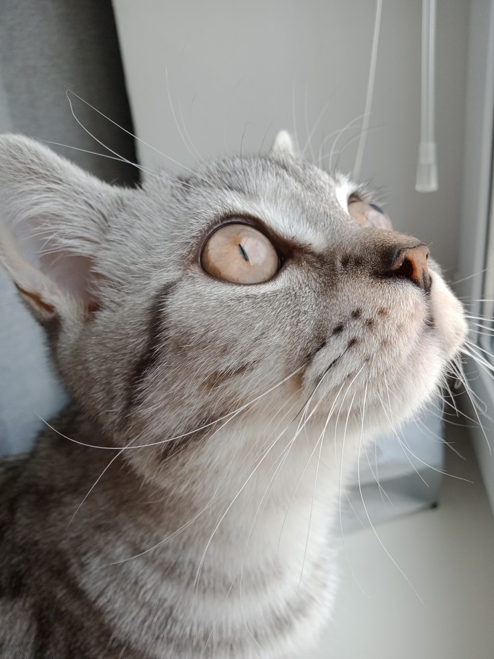 котик смотрит на птицу ??