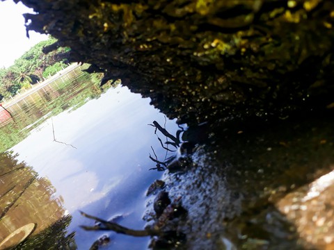 plant, river wallpapers