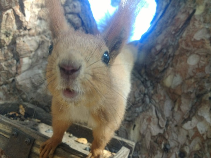 smile squirrel