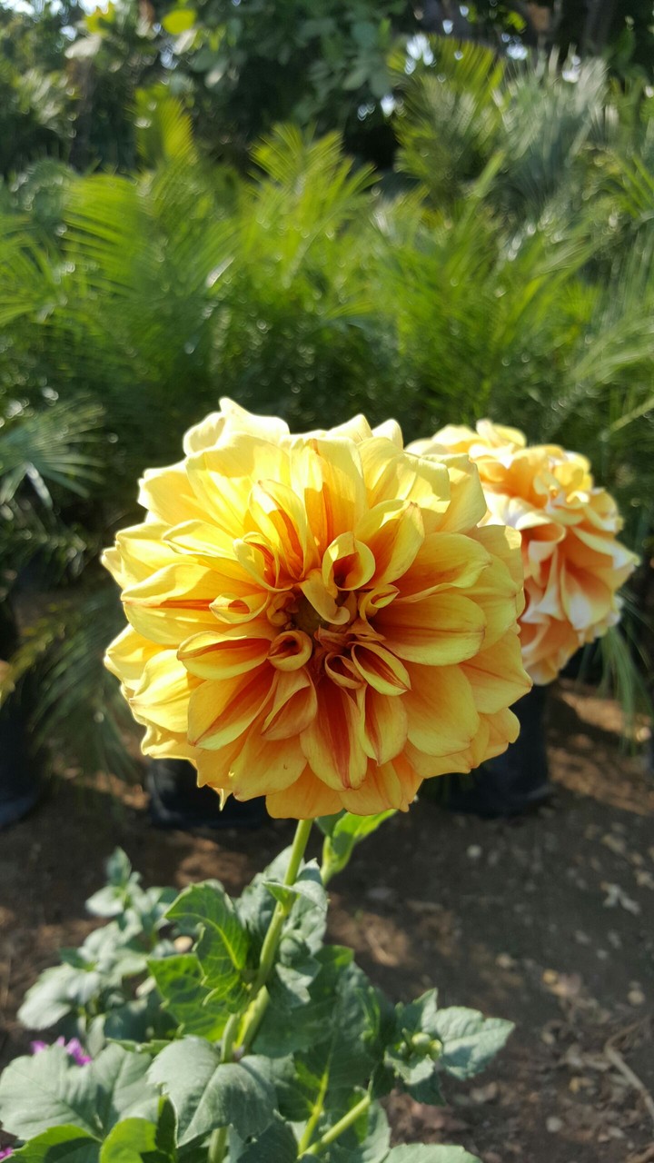 Mesmerising Flower !