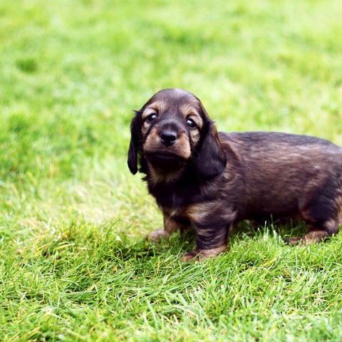Puppy
