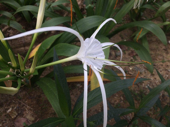 The white beauty
