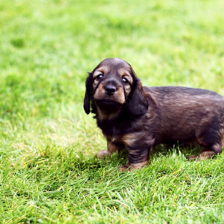 Puppy