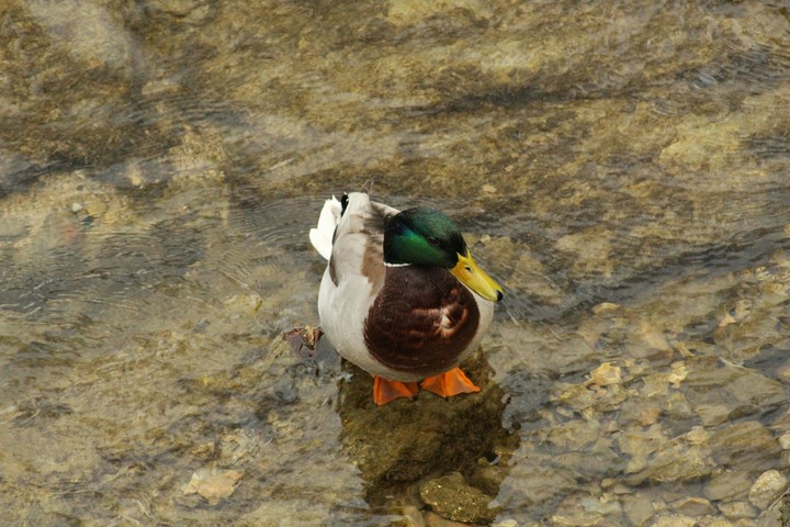 duck