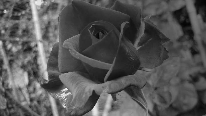 rose