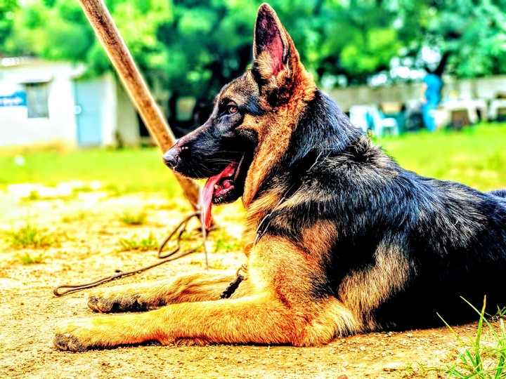 german Shepard