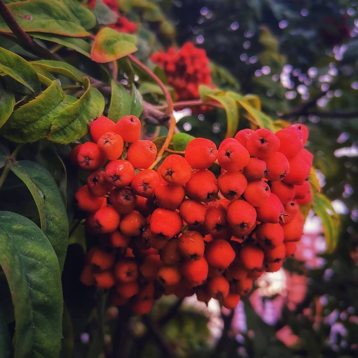 Scarlet summer berries